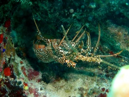 55 Spotted Lobster IMG 3526